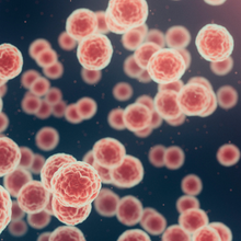 HPV